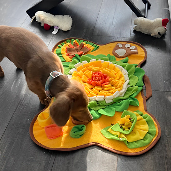 Teckel fouillant un tapis de fouille chien coloré sur sol en bois sombre